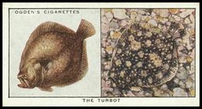 6 Turbot